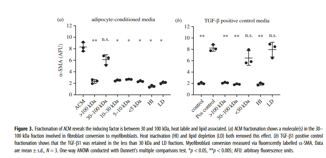 Cleanascite™ Employed to Determine Role of Lipid-Associated Factors in Myofibroblast Conversion